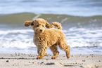 Toy Poodle Puppy