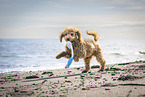 Toy Poodle Puppy