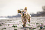 Toy Poodle Puppy