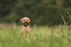 Miniature Poodle