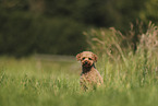 Miniature Poodle
