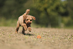 Miniature Poodle