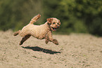 Miniature Poodle