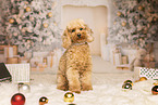 Miniature Poodle