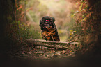 Miniature Poodle