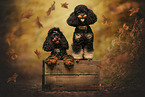 Miniature Poodle