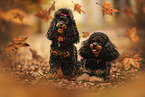 Miniature Poodle