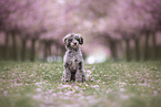 Toy poodle