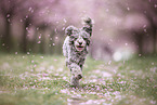 Toy poodle