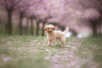 Toy poodle