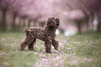 Toy poodle