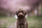 Toy poodle