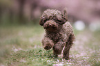 Toy poodle