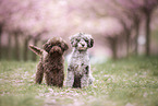Toy poodle