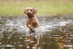 Miniature Poodle