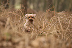 Miniature Poodle