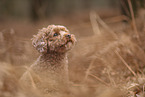 Miniature Poodle