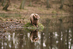 Miniature Poodle