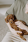 miniature poodle