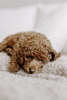 miniature poodle