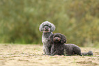 Miniature Poodle