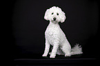 Miniature Poodle