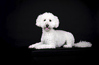 Miniature Poodle