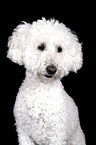 Miniature Poodle