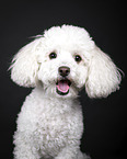 Miniature Poodle