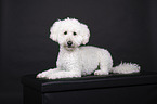 Miniature Poodle