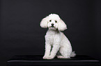 Miniature Poodle