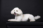 Miniature Poodle