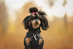 miniature poodle