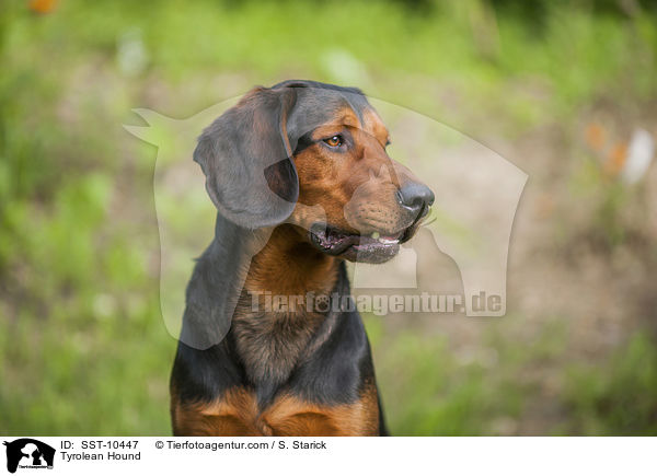 Tiroler Bracke / Tyrolean Hound / SST-10447