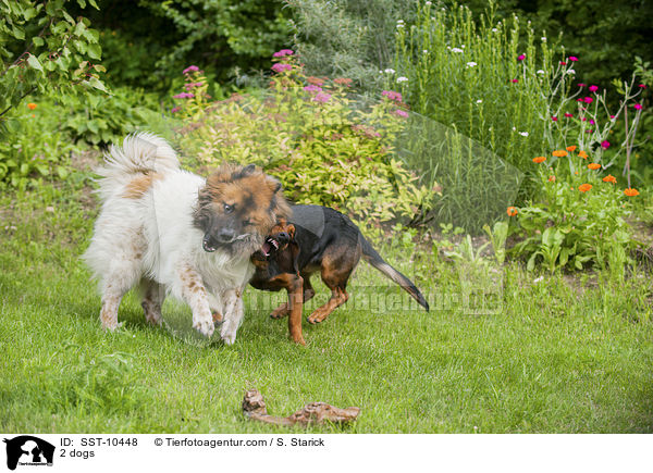 2 Hunde / SST-10448