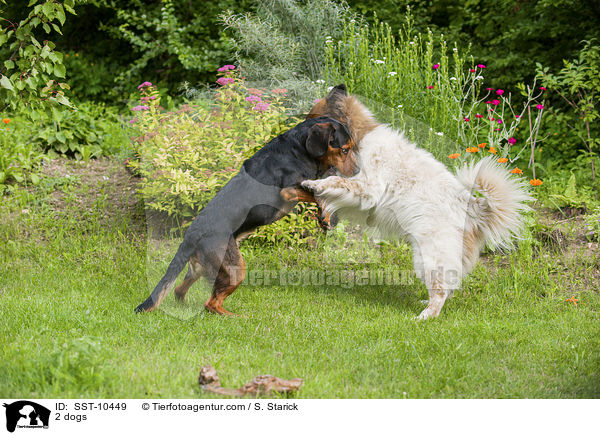 2 Hunde / SST-10449