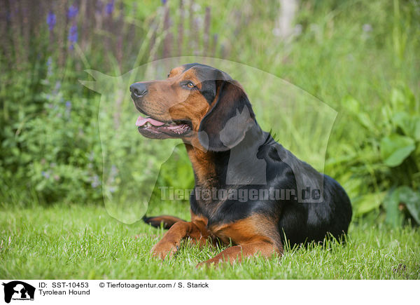 Tiroler Bracke / Tyrolean Hound / SST-10453