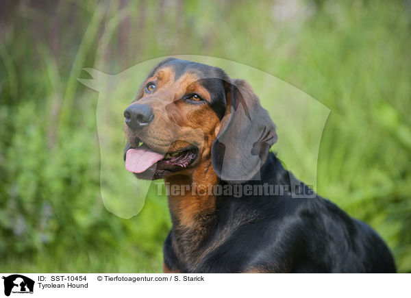 Tyrolean Hound / SST-10454