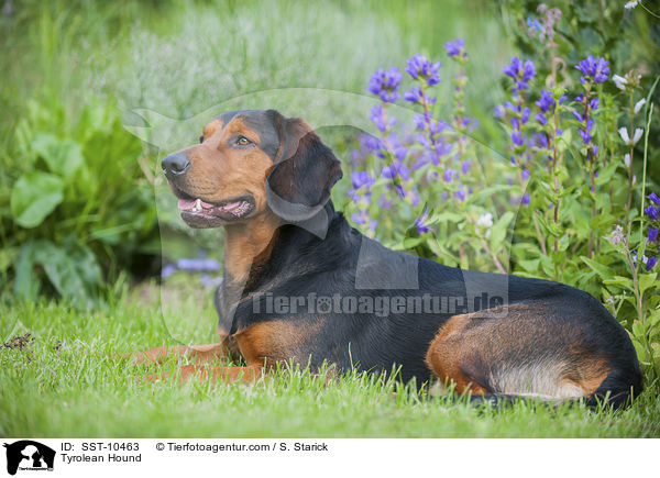 Tiroler Bracke / Tyrolean Hound / SST-10463