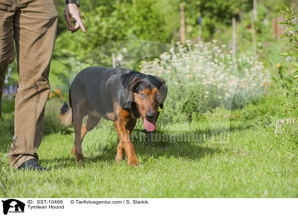 Tiroler Bracke / Tyrolean Hound / SST-10466