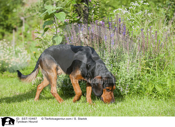 Tiroler Bracke / Tyrolean Hound / SST-10467