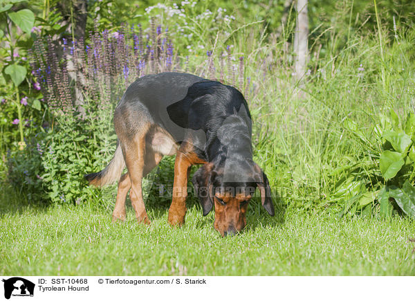 Tiroler Bracke / Tyrolean Hound / SST-10468