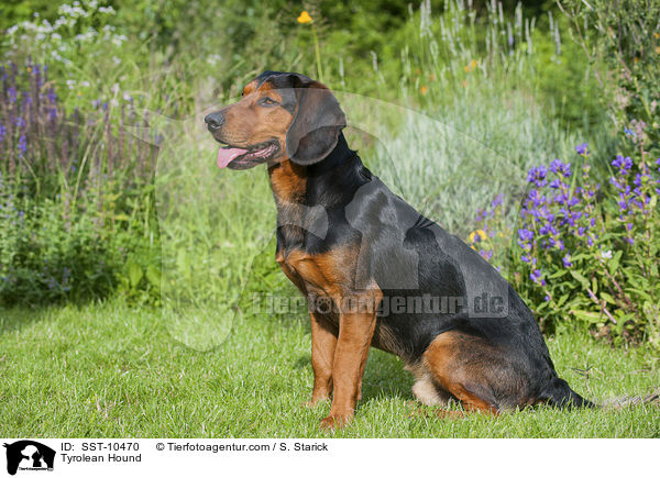 Tiroler Bracke / Tyrolean Hound / SST-10470