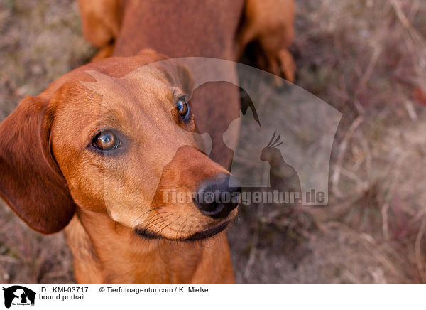 Tiroler Bracke Portrait / hound portrait / KMI-03717