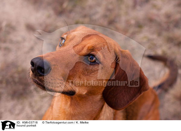 Tiroler Bracke Portrait / hound portrait / KMI-03718