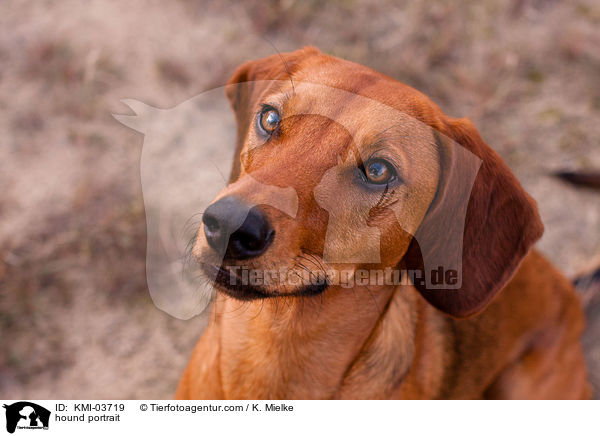 Tiroler Bracke Portrait / hound portrait / KMI-03719