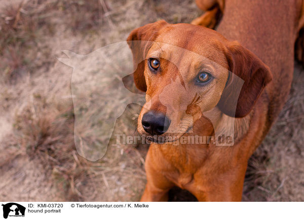 Tiroler Bracke Portrait / hound portrait / KMI-03720