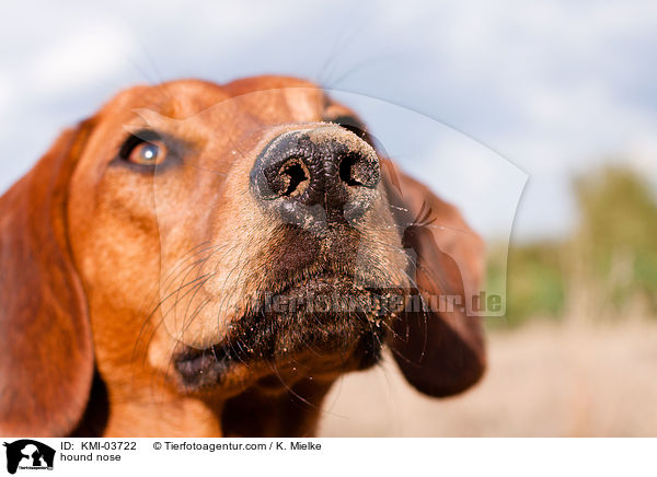 Tiroler Bracke Nase / hound nose / KMI-03722