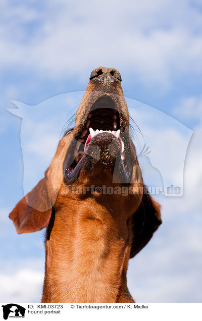Tiroler Bracke Portrait / hound portrait / KMI-03723