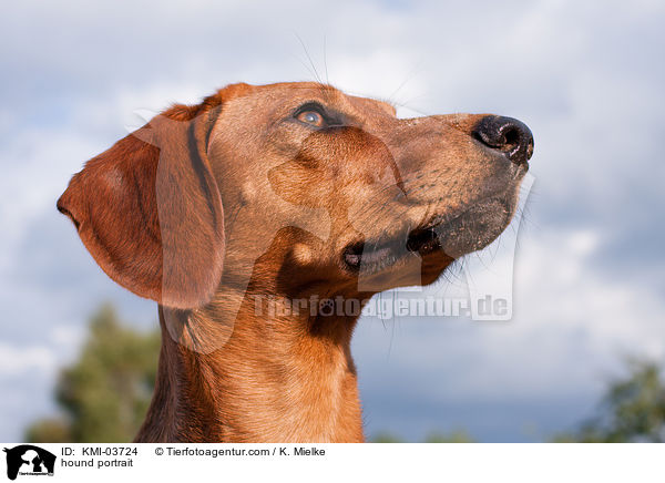 hound portrait / KMI-03724